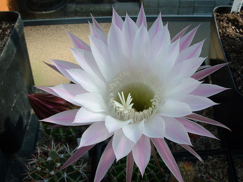 Echinopsis hybr._4.JPG